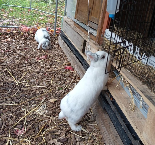 Tiere und essbare Wildpflanzen